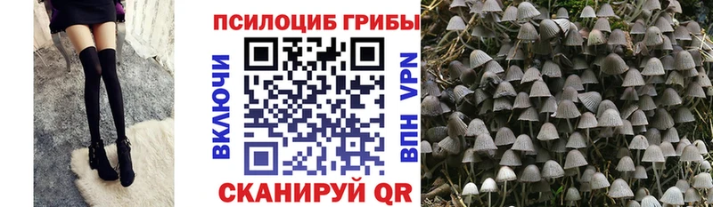 Псилоцибиновые грибы Cubensis  Купить  Магадан 